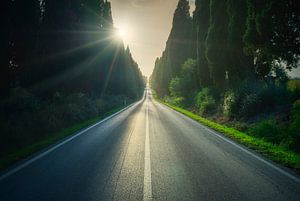 Zypressenallee von Bolgheri bei Sonnenuntergang. Toskana