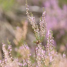 Flowering purple heather flowers on the veluwe. by Karijn | Fine art Natuur en Reis Fotografie