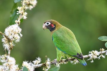 Oiseaux du Costa Rica : Perruche à tête brune (Perruche à oreilles rouges) sur Rini Kools