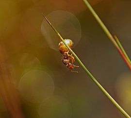 Mier hangt aan sprietje von Incanto Images