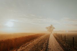 Landweggetje in de mist met lage ochtendzon