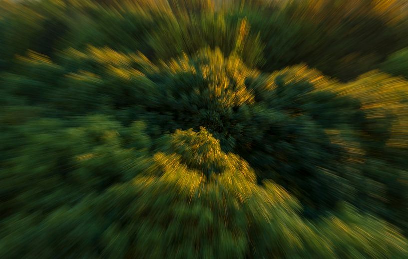 Trees (Netherlands) by Marcel Kerdijk