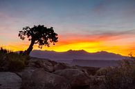 Conifère solitaire au lever du soleil dans le Utah par Jonathan Vandevoorde Aperçu