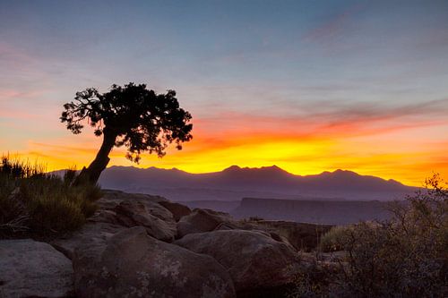 Lonely tree at sunrise in the canyons