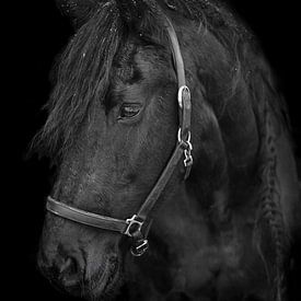 paard portret van Lisan Geerts