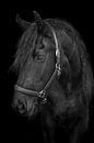 Pferdeporträt von Lisan Geerts Miniaturansicht