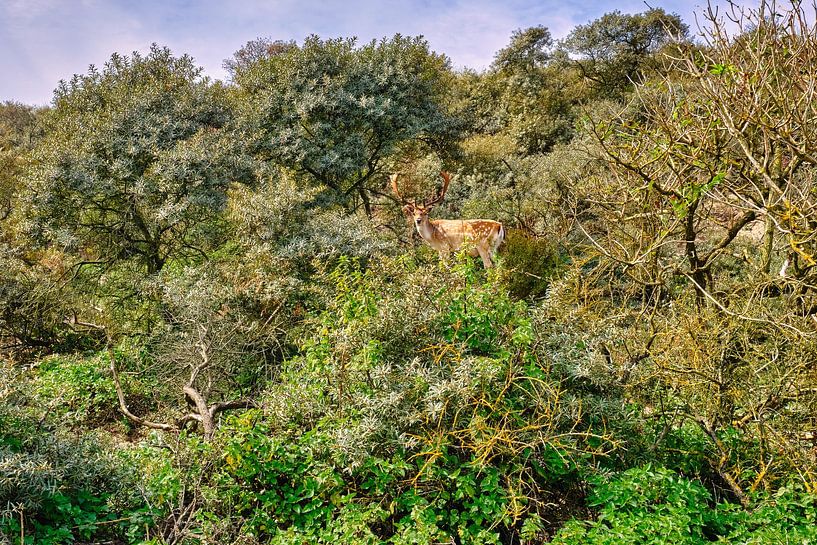 Amsterdam Water Supply Dunes by eric van der eijk