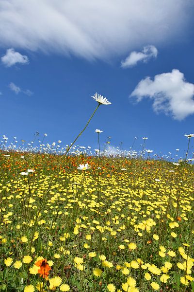 Ein blühendes Gebiet unter blauem Himmel von Claude Laprise