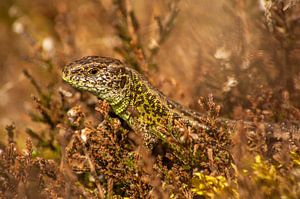 Zandhagedis tussen de heide