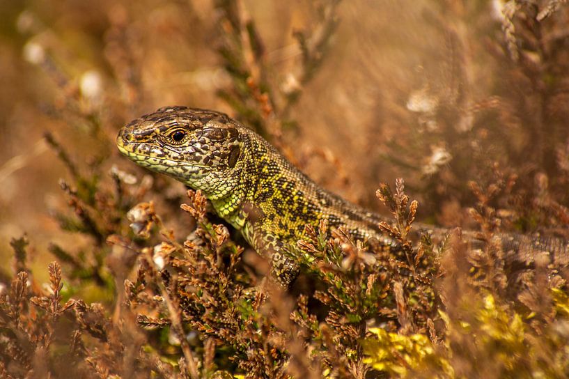 Zandhagedis tussen de heide van Margreet Frowijn