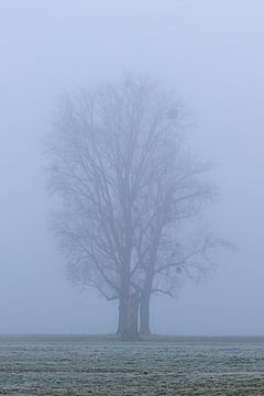 Drie bomen in de mist van Your Happy Life