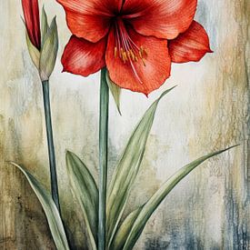 Amaryllis sur Jutta Maria Pusl