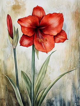 Amaryllis by Jutta Maria Pusl