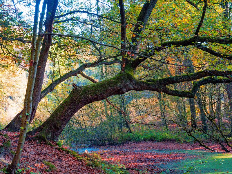 hanging trees by snippefotografie