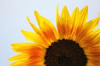 tweekleurige zonnebloem