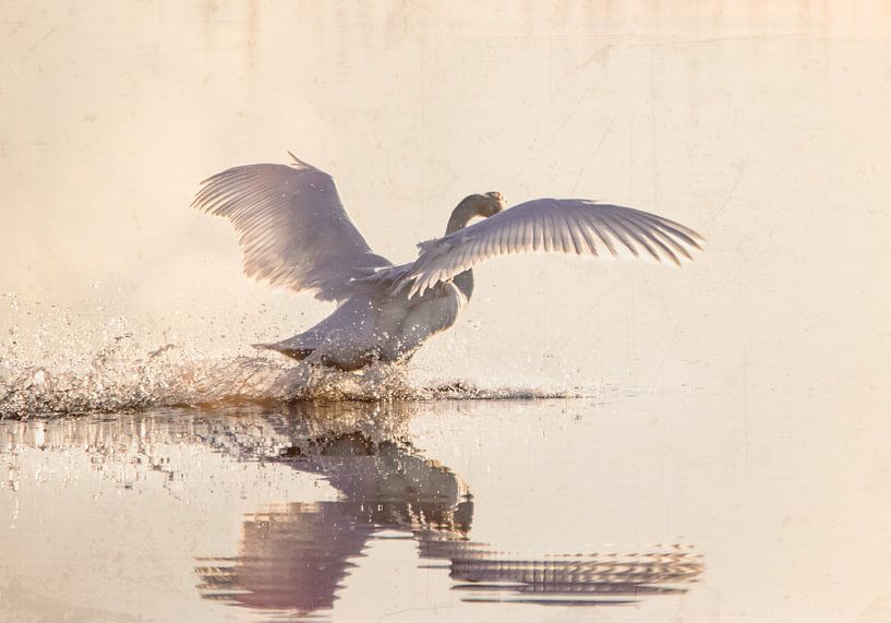 Rising Swan by natascha verbij