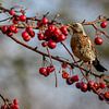 Kramsvogel in de winter / Fieldfare in winter van Henk de Boer