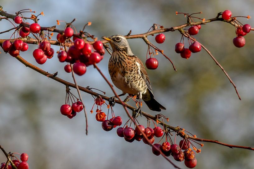 Amsel im Winter / Feldsperling im Winter von Henk de Boer