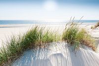 North Sea dune against the light