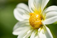 Geel witte bloem van Anneke Hooijer thumbnail