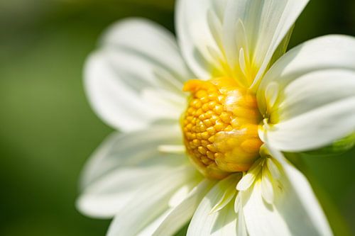 Fleur blanche jaune
