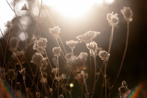 Lumière chaleureuse d'hiver 3