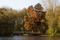 herfst in het park