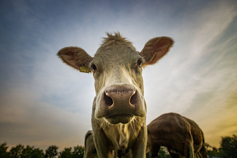 A cow by Willi Schubert