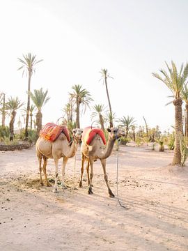 Kamelen in Marrakech van Marjan Kouwenhoven