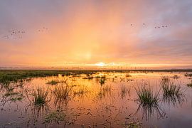The inland hayfields by Albert Lamme