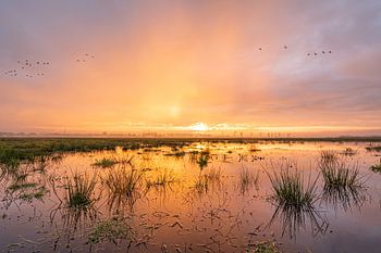 The inland hayfields