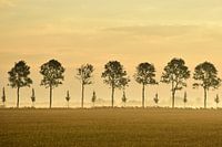 Trees in line