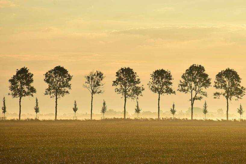 Trees in line van Henk de Boer