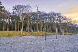 Bäume am Strand der Ostsee. Kleiner Wald