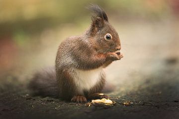 l'écureuil apprécie une cacahuète sur Kim van Beveren