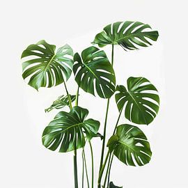 Monstera von Poster Art Shop