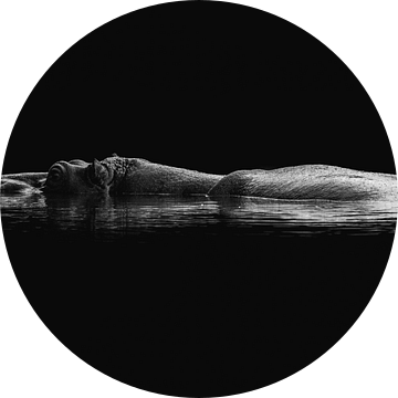 Rust fine art Nijlpaard