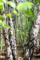 Birch forest in spring dress