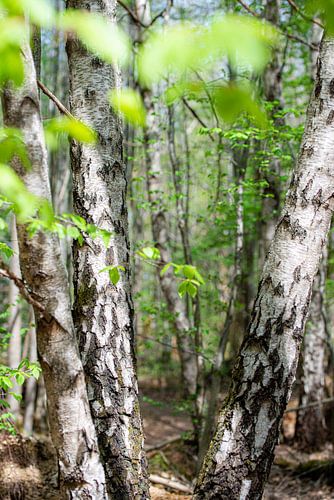 Une forêt de bouleaux en habit de printemps sur Hannes Cmarits