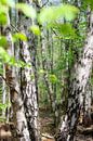 Birkenwald im Frühlingsgewand von Hannes Cmarits Miniaturansicht