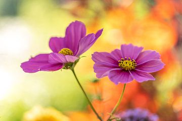 Cosmea Love, des fleurs colorées sur un fond joyeux sur elma maaskant