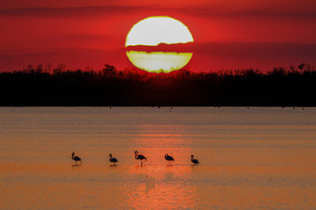 Flamingo bei Sonnenuntergang