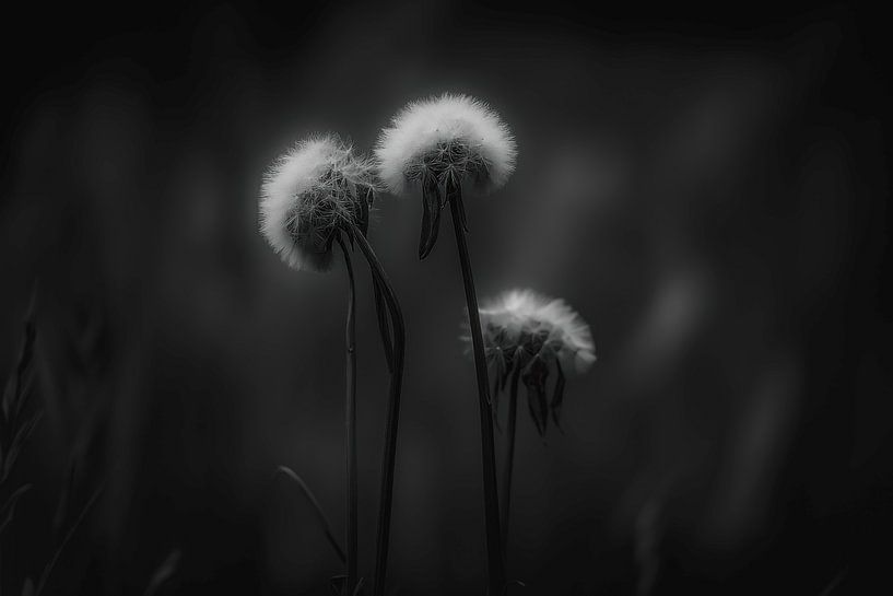Dandelion by Harry Cathunter