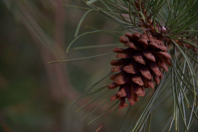 pomme de pin sur une branche par tiny brok