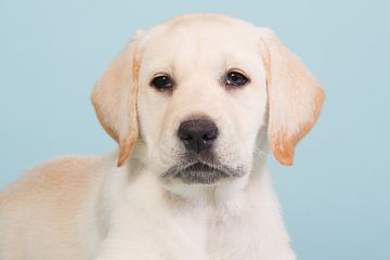 Portret van een blonde labrador pup - Baby Blue van Dagmar Hijmans