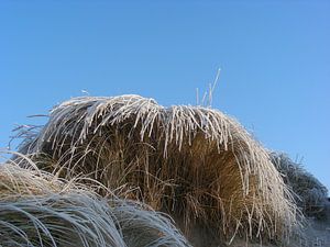 L'herbe des dunes gelées sur Johan Töpke