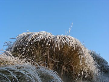 L'herbe des dunes gelées