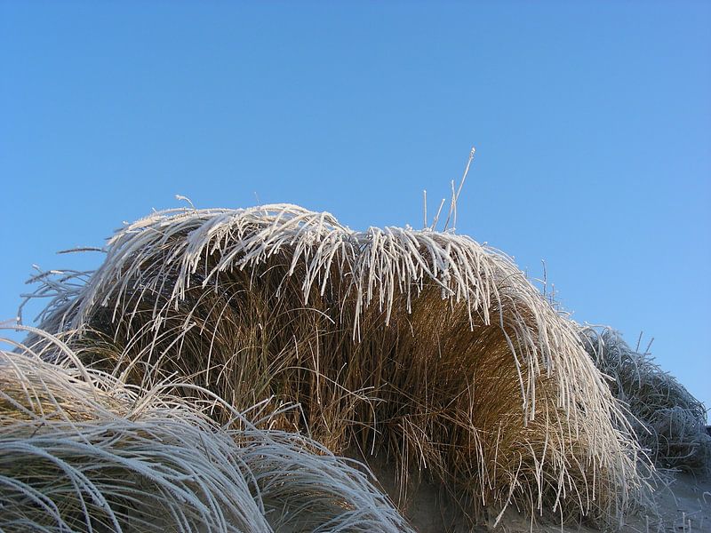 L'herbe des dunes gelées par Johan Töpke