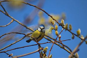 Blaumeise von John Kerkhofs