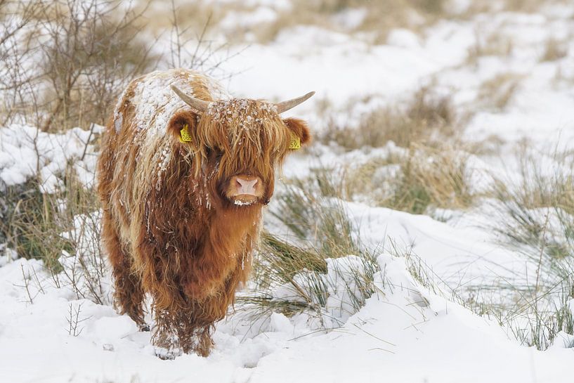Schotse hooglander in de sneeuw van Dirk van Egmond